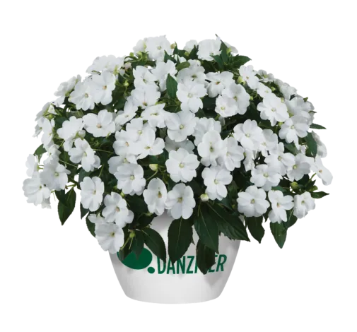 SOL LUNA™ White