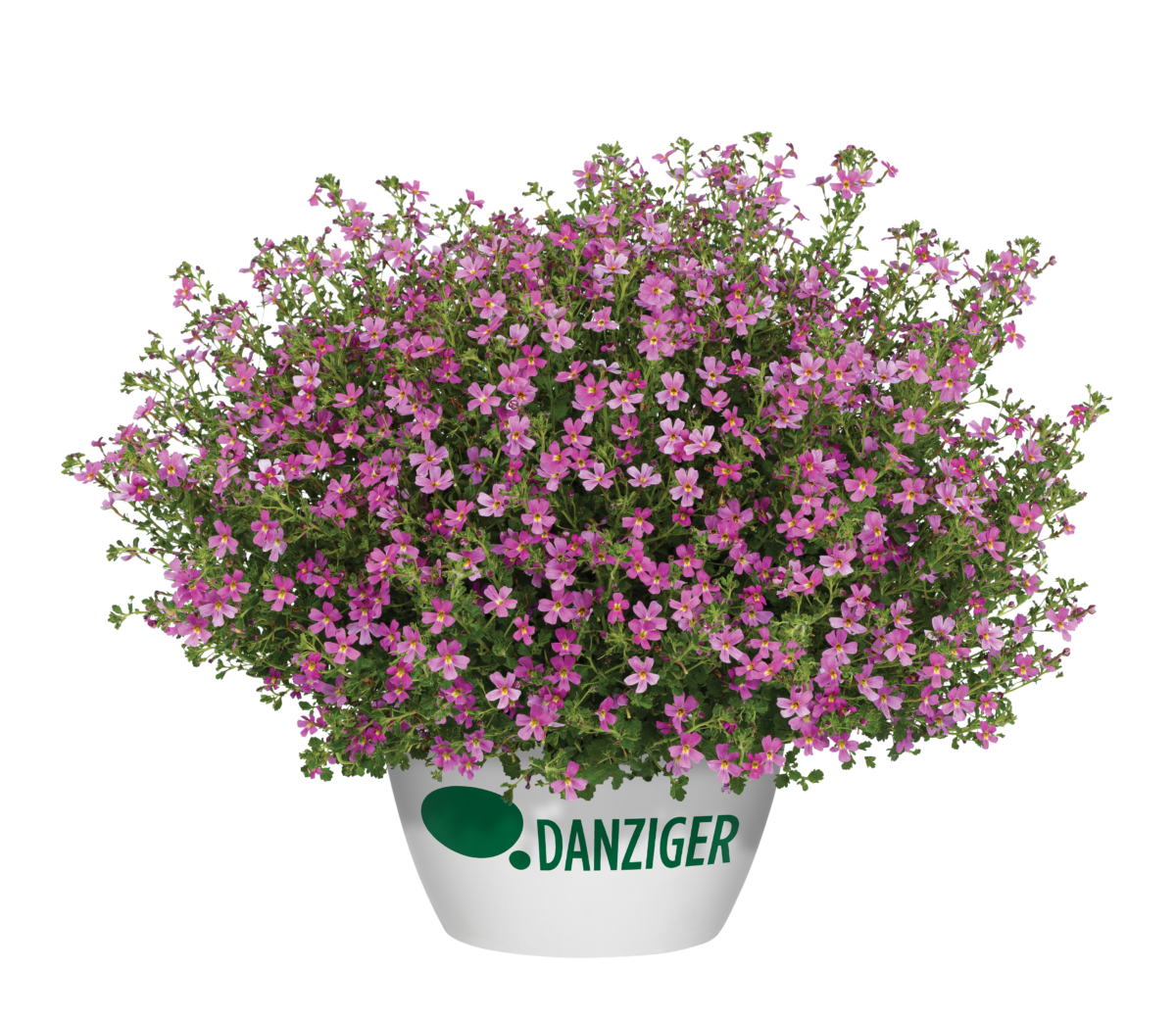 STARDOM™ Pink - Danziger