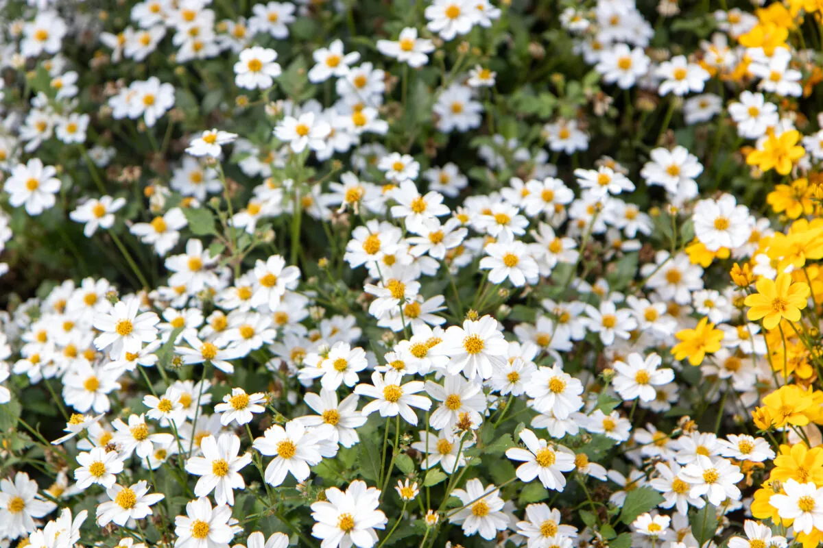 White Delight™ Improved