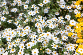 White Delight™ Improved