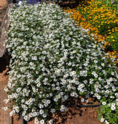 White Delight™ Improved