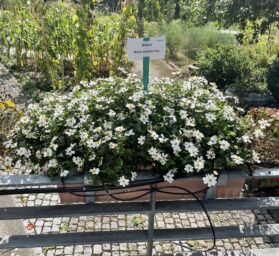 White Delight™ Improved