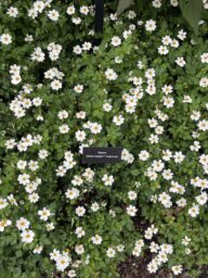 White Delight™ Improved