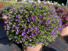 COLIBRI™ Purple Bling