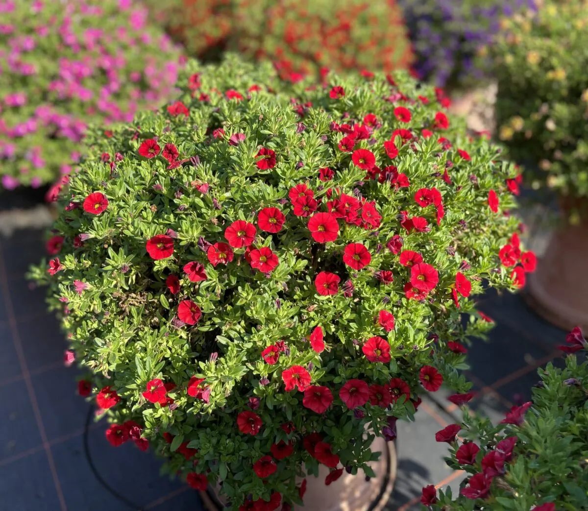 COLIBRI™ Bright Red