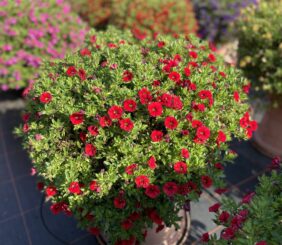 COLIBRI™ Bright Red