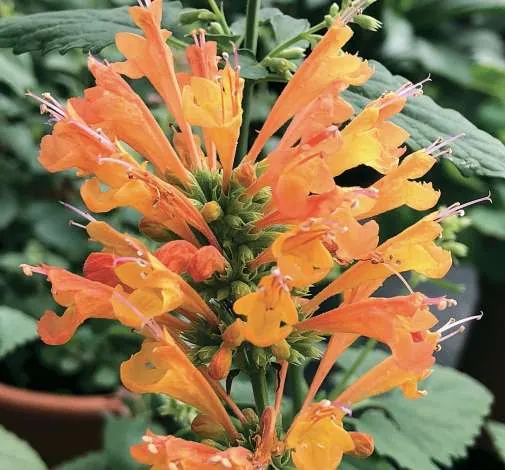 Poquito™ Orange