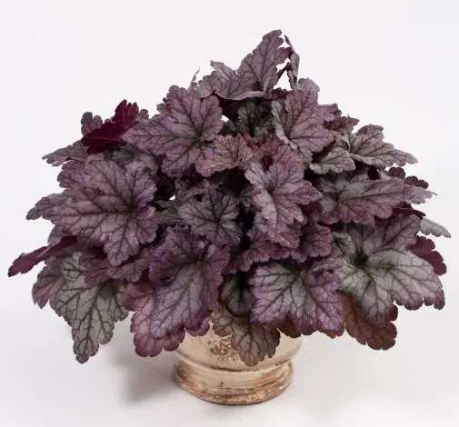 Kira™ Purple Rain Forest Improved