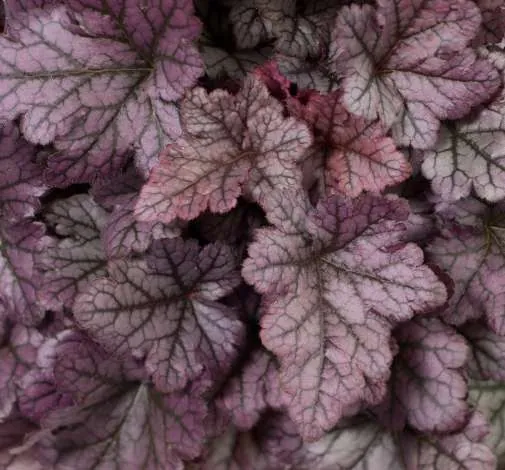 Kira™ Purple Rain Forest Improved