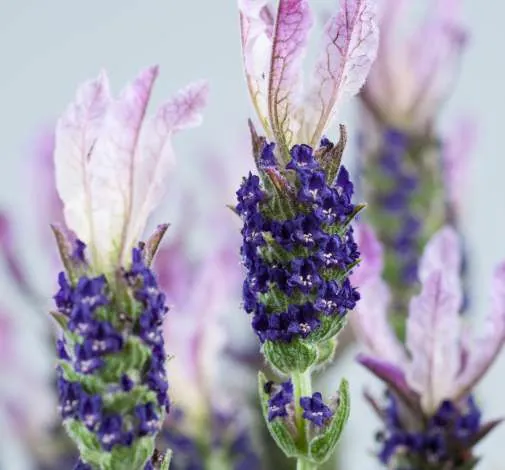 Laveanna™ Grand Purple