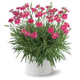 Delilah™ Bicolor Magenta