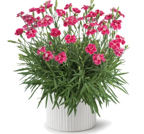 Delilah™ Bicolor Magenta