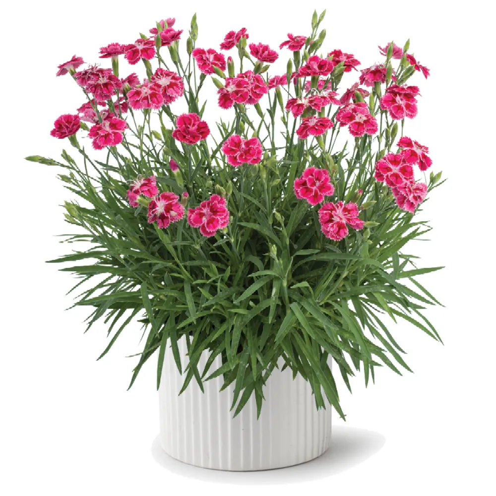 Delilah™ Bicolor Magenta