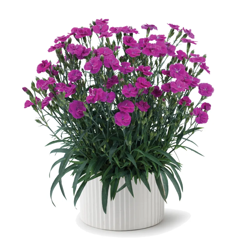 Delilah™ Purple