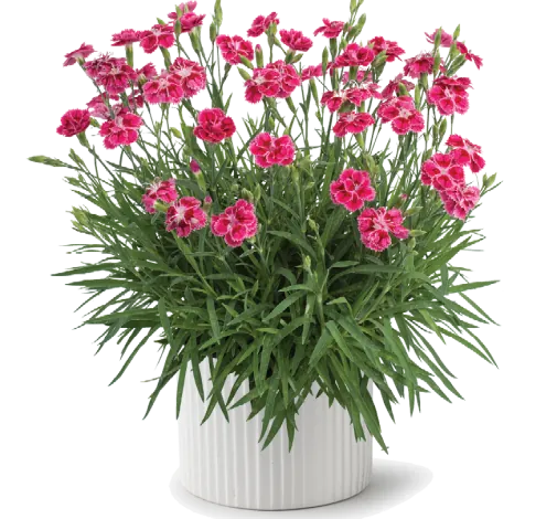 Delilah™ Bicolor Magenta
