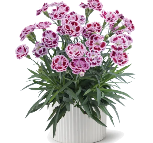 Delilah™ Bicolor Purple