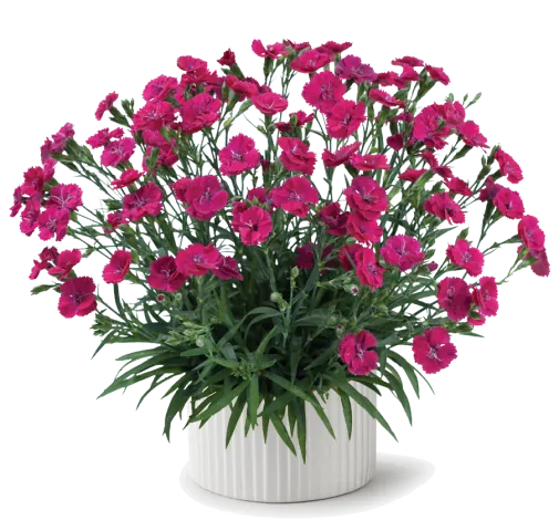 Delilah™ Magenta
