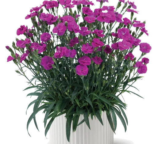 Delilah™ Purple