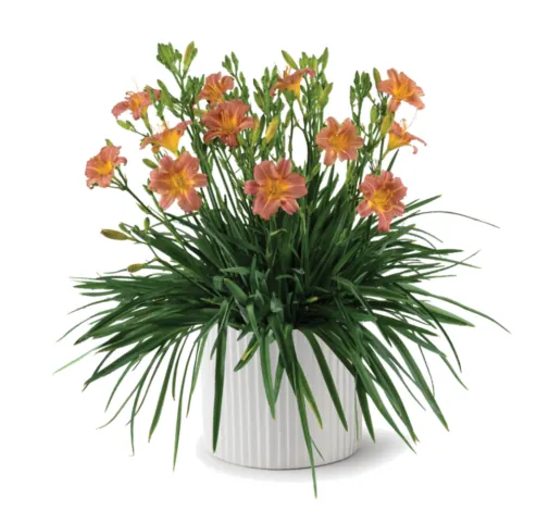 Endlesslily® Coral