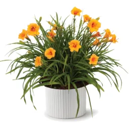 Endlesslily® Orange
