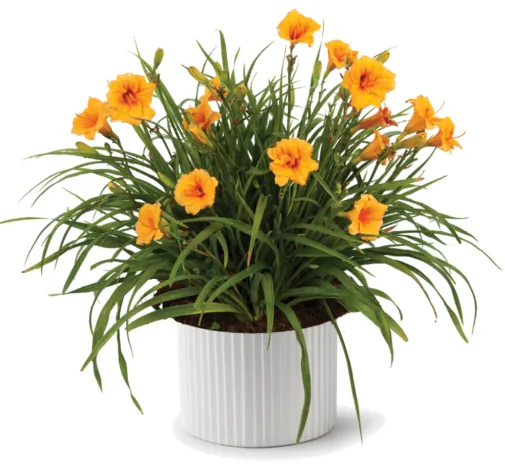 Endlesslily® Orange