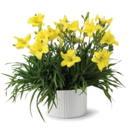 Endlesslily® Yellow