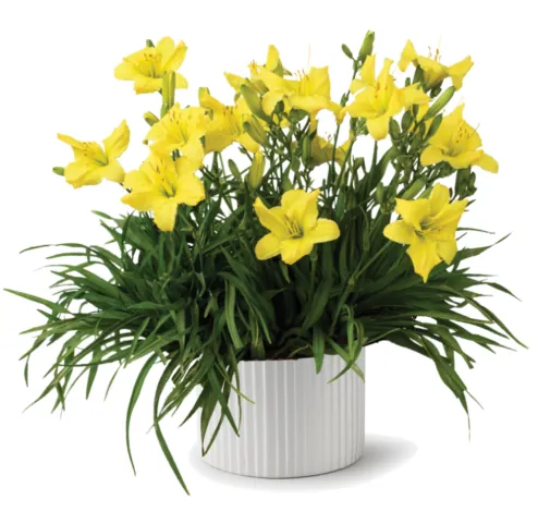 Endlesslily® Yellow