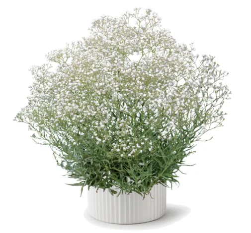 Festival® White