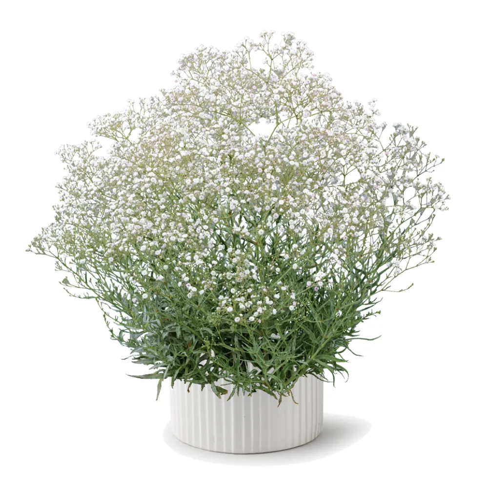 Festival® White