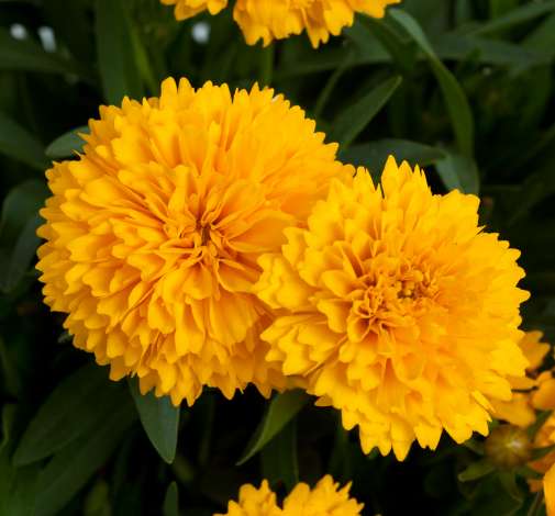 Solanna™ Golden Sphere