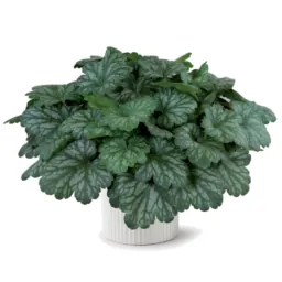 Kira™ Evergreen Forest