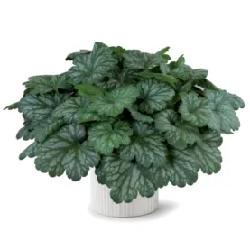 Kira™ Evergreen Forest