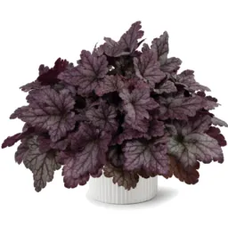Kira™ Purple Rain Forest Improved