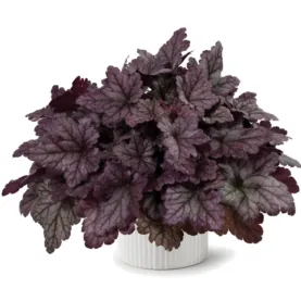 Kira™ Purple Rain Forest Improved