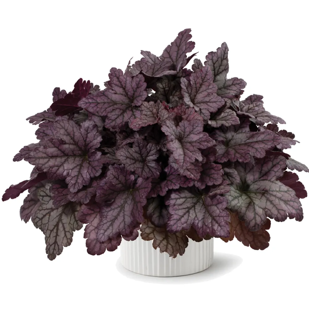 Kira™ Purple Rain Forest Improved