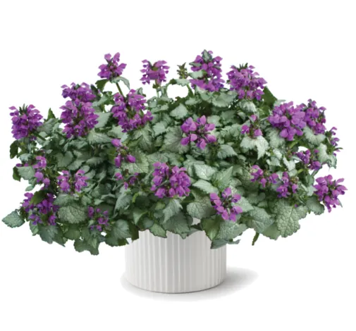 Lami™ Dark Purple
