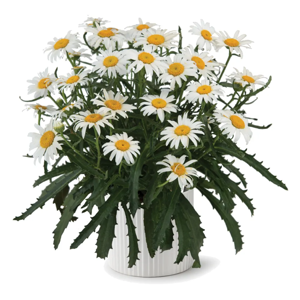 Lucille™ White
