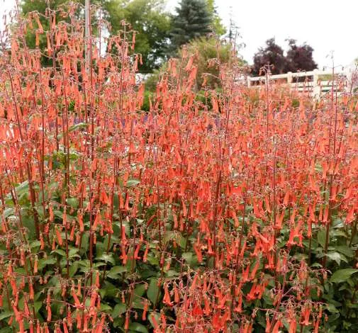 Colorburst™ Orange