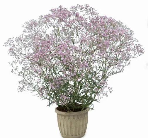 Festival® Pink Lady