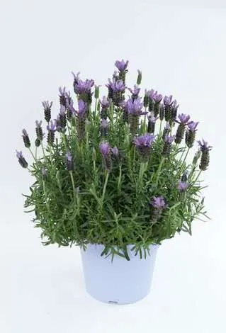 Laveanna™ Grand Purple