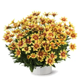 Solanna™ Sunset Burst