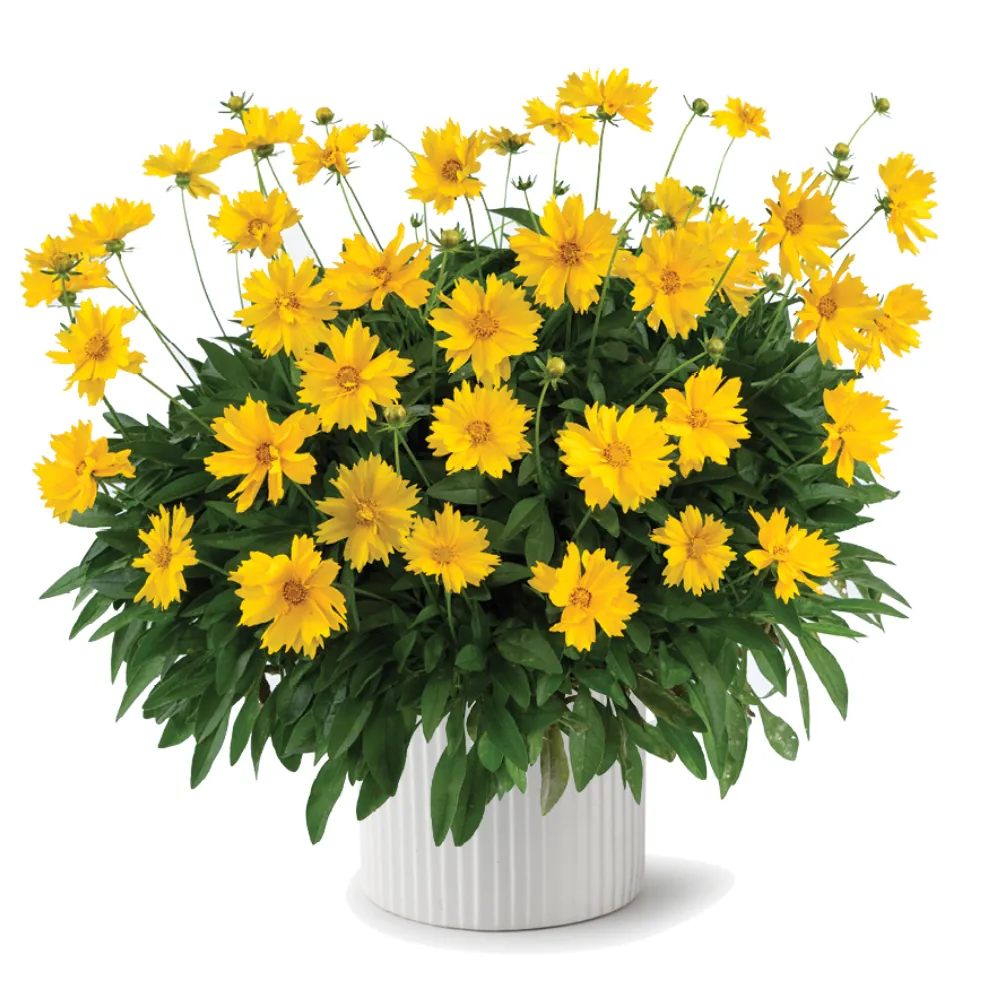Solanna™ Sunshine