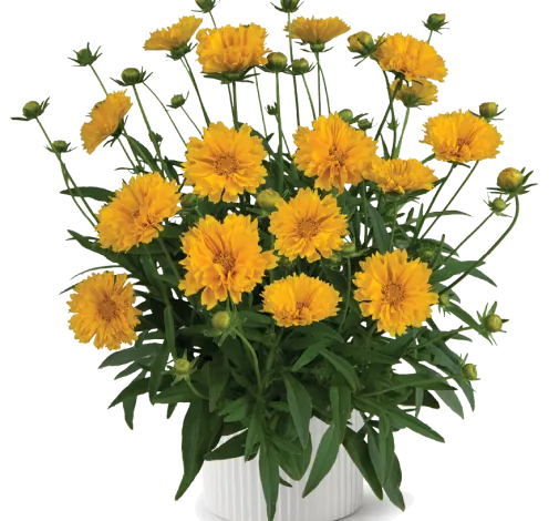 Solanna™ Golden Crown