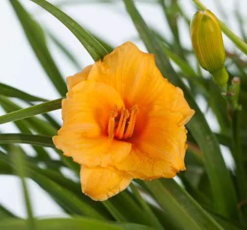 Endlesslily® Orange