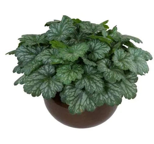 Kira™ Evergreen Forest