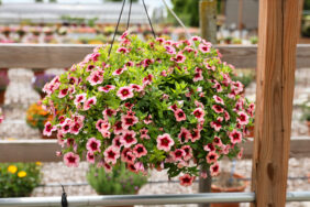 EYECONIC™ Strawberry