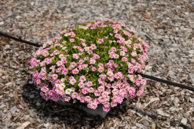 LIA™ Abstract Pink