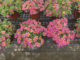 LIA™ Abstract Pink