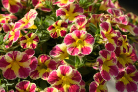 COLIBRI™ Abstract Guava