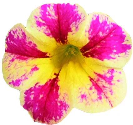 COLIBRI™ Abstract Guava - Danziger